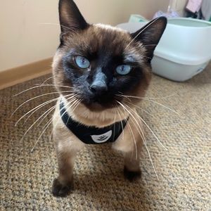 Meet your Posher, Zoe